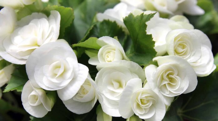 Tipi Di Bulbi Di Begonia
