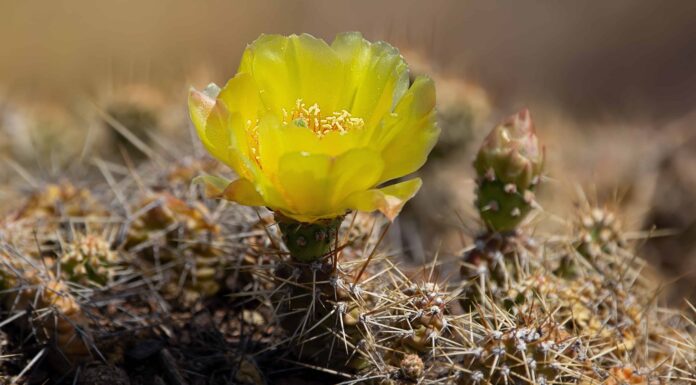 Cactus Nel Sud Dakota

