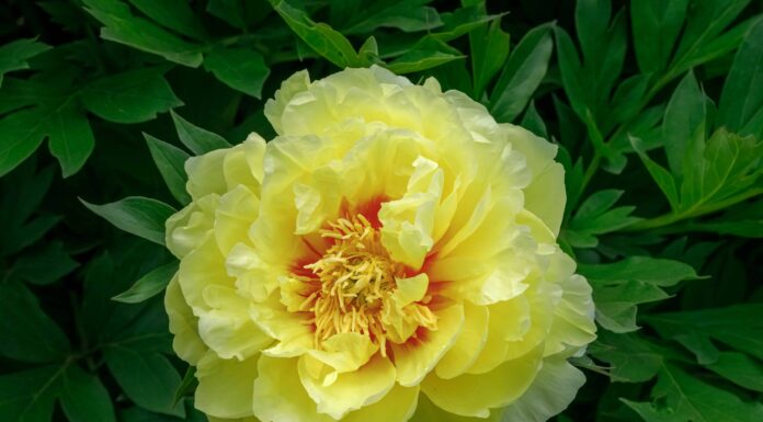 Tipi di fiori a doppia fioritura
