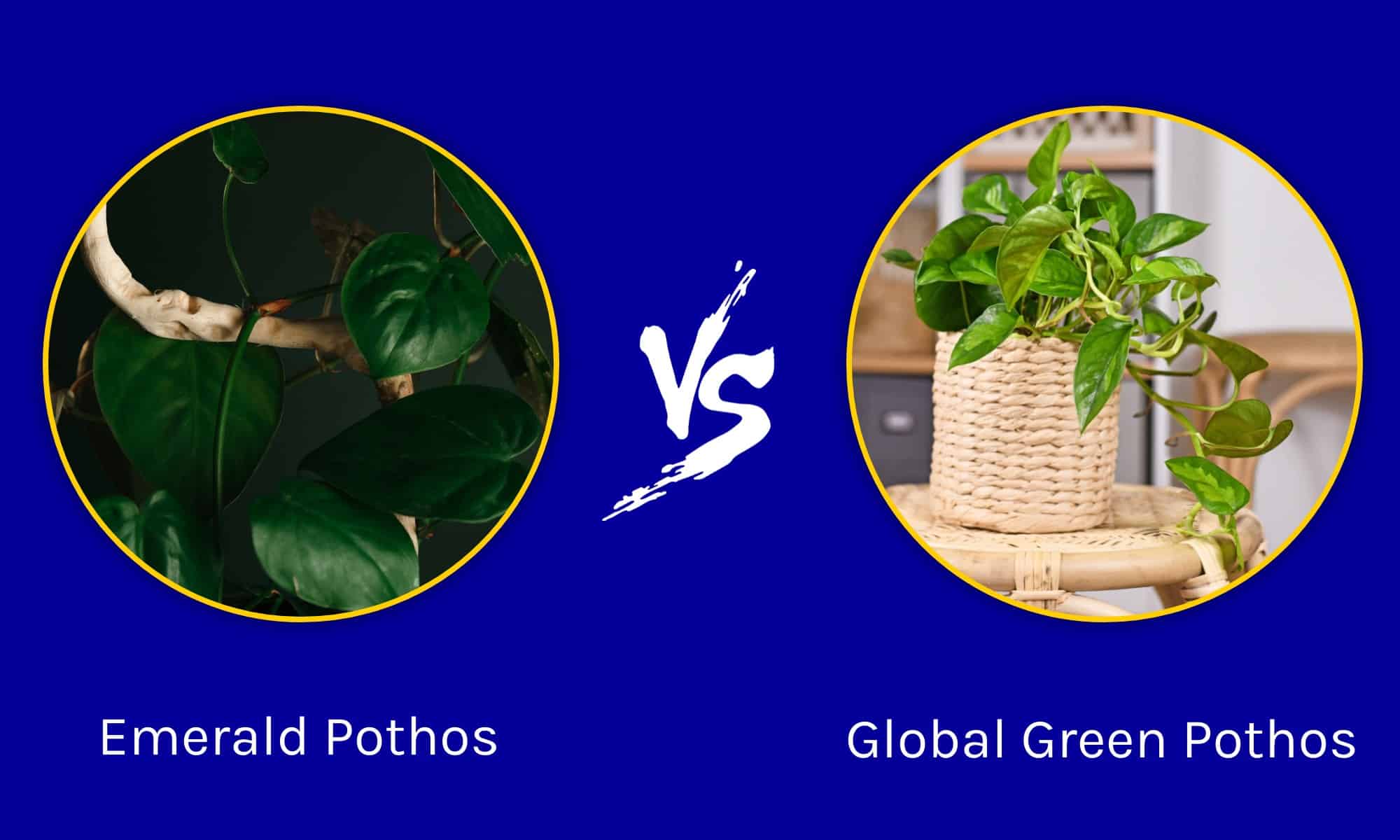 Emerald Pothos contro Global Green