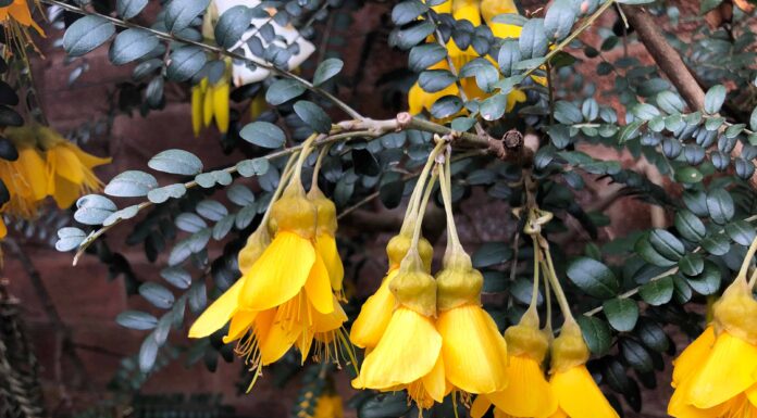 Scopri il fiore nazionale della Nuova Zelanda: il Kōwhai
