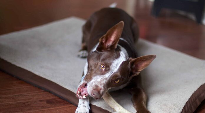 Le corna di cervo sono sicure per i cani?

