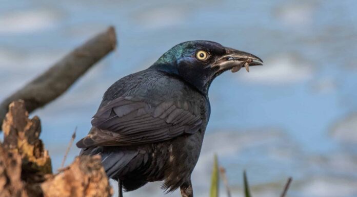 Cosa mangiano i Grackles?
