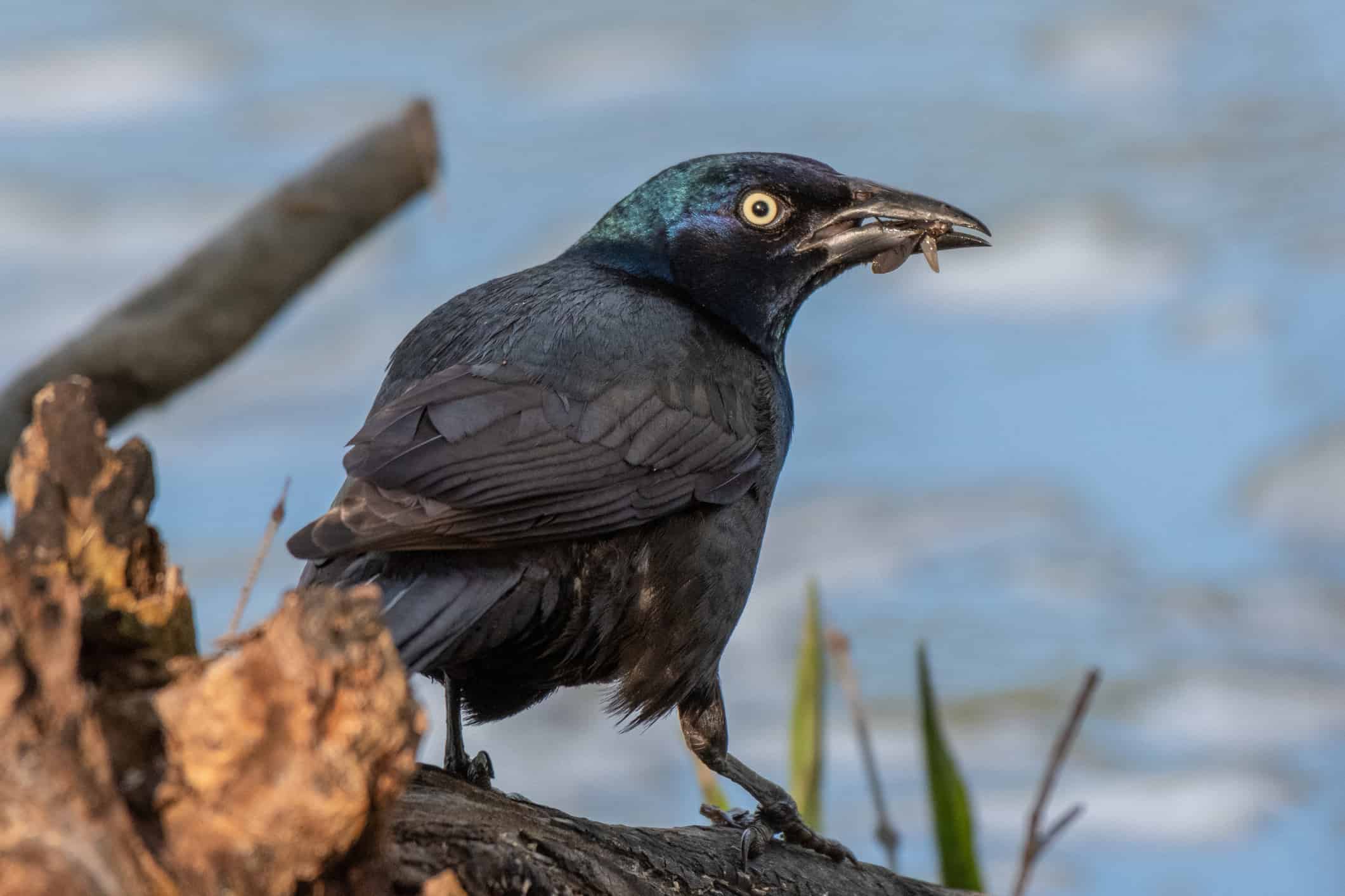 Cosa mangiano i Grackles?