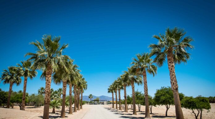 20 palme resistenti al freddo
