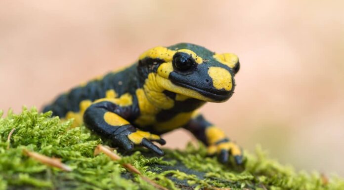 Scopri i 10 animali ufficiali dello stato dell'Ohio
