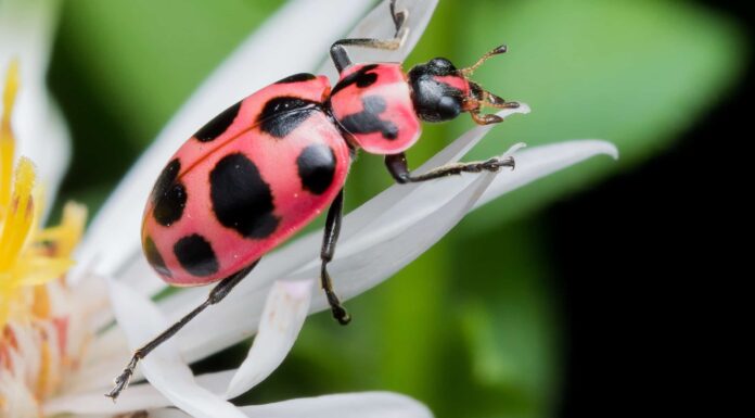 Dieci coleotteri originari della California
