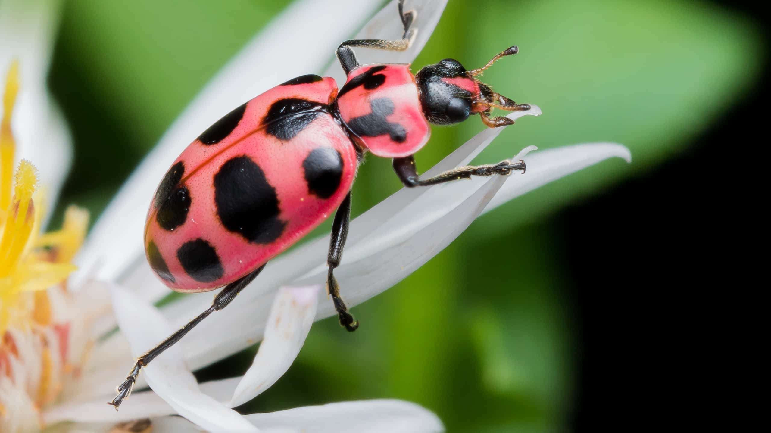 Dieci coleotteri originari della California