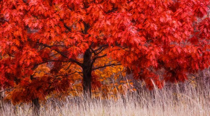 fraser fir vs douglas fir