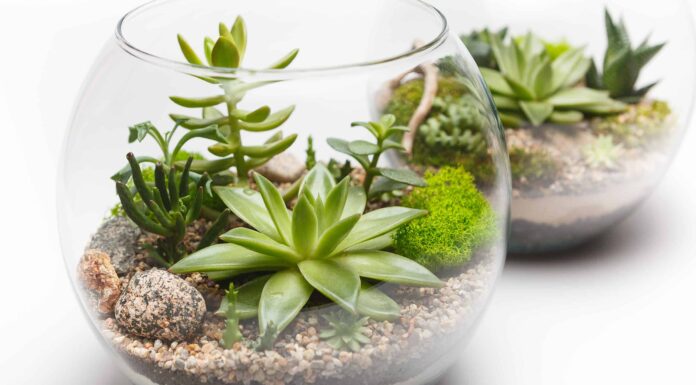 Come realizzare un terrario succulento: la guida per principianti
