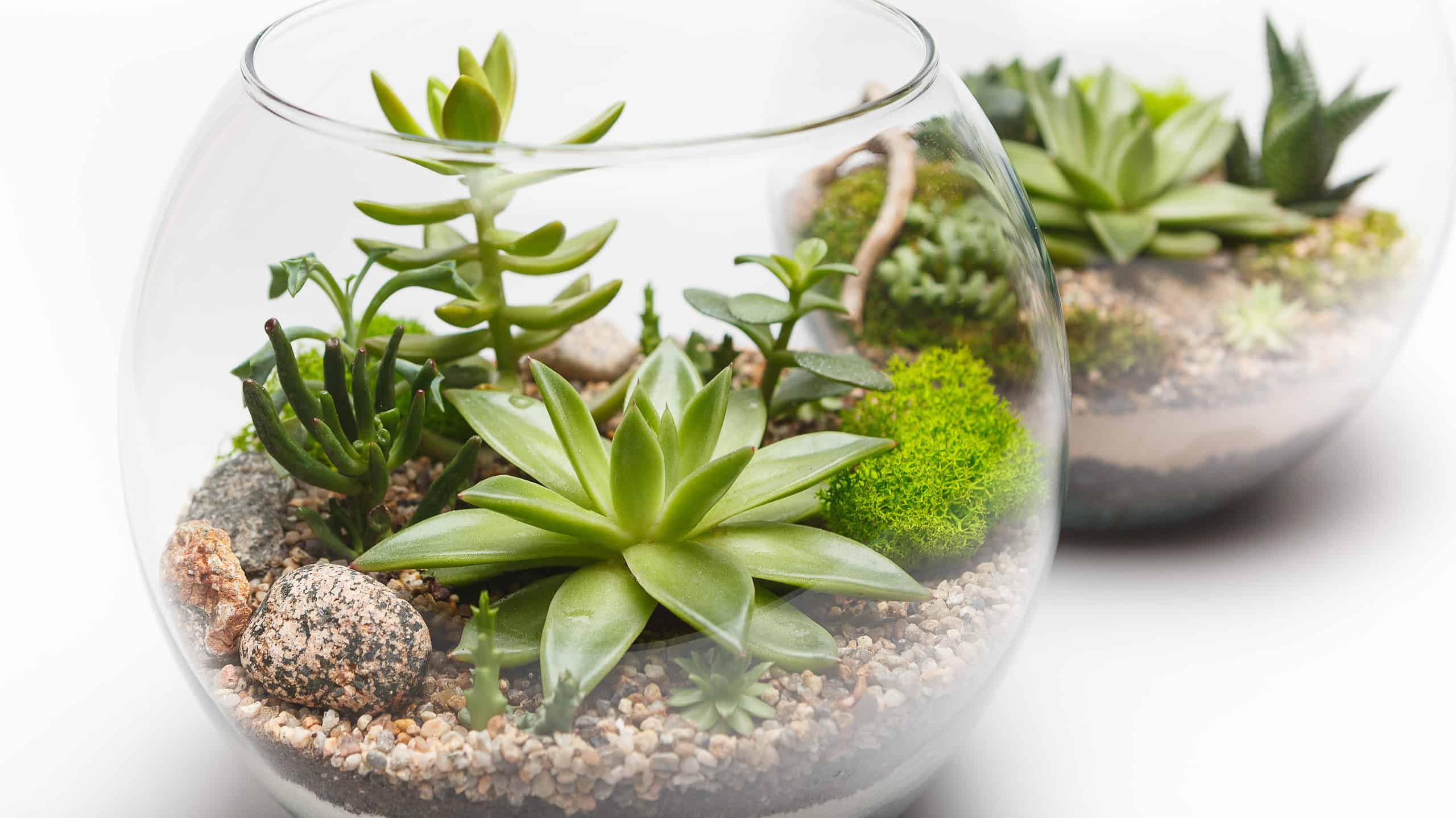 Come realizzare un terrario succulento: la guida per principianti