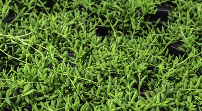 Come prendersi cura delle piante grasse all'aperto
