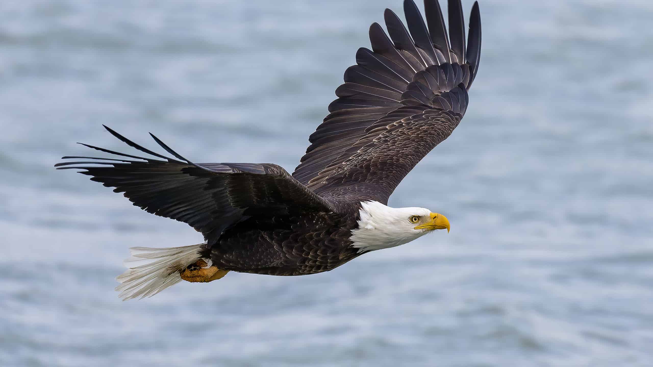 Florida vs Texas: quale ha più aquile calve che vagano nei suoi cieli?