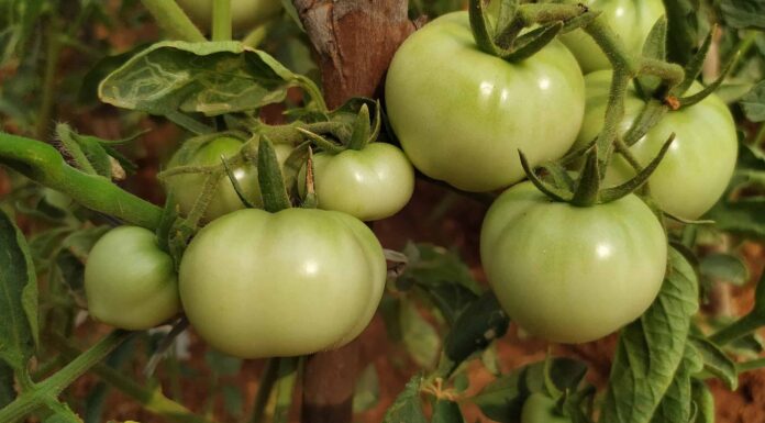 11 verdure che possono avvelenare il tuo cane e non sono sicure da mangiare
