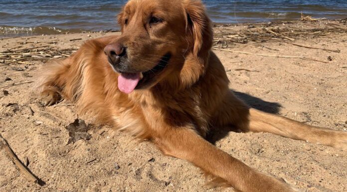 Miglior elenco di cani Golden Retriever
