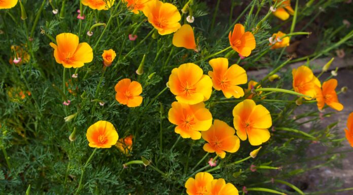 Scopri il fiore ufficiale dello stato della California (quando fiorisce e dove vederlo!)
