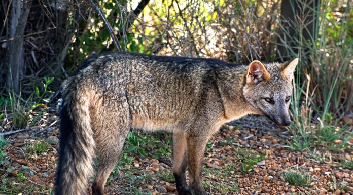 Volpe mangiatore di granchi
