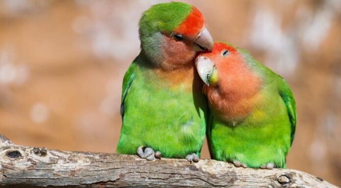 Scopri ogni tipo di piccioncino

