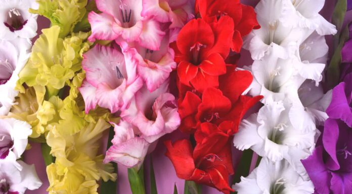 15 tipi di bulbi di gladiolo
