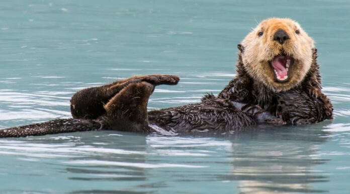 Incontra le 8 lontre marine più carine del mondo
