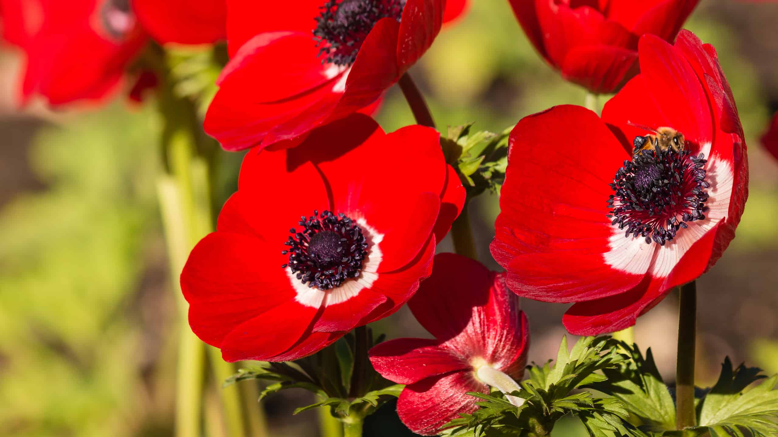 Scopri il fiore nazionale di Israele: Anemone Coronaria