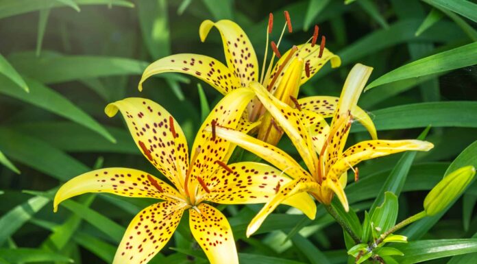  Quando fioriscono i gigli?  Cosa hai bisogno di sapere
