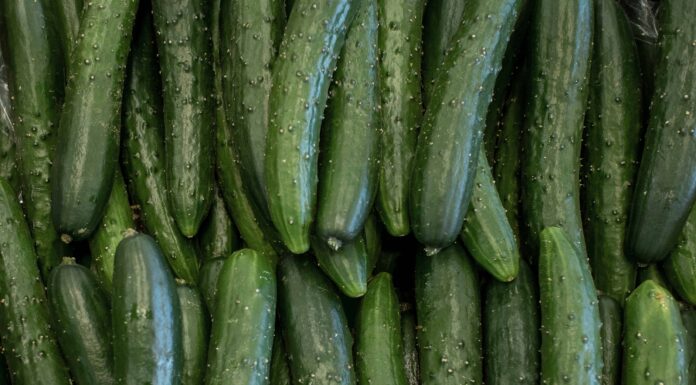 Come coltivare i cetrioli: la tua guida completa
