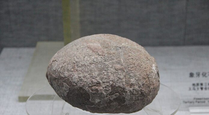 Gli scienziati cinesi scoprono enormi uova di dinosauro piene di cristalli appartenenti a una nuova specie
