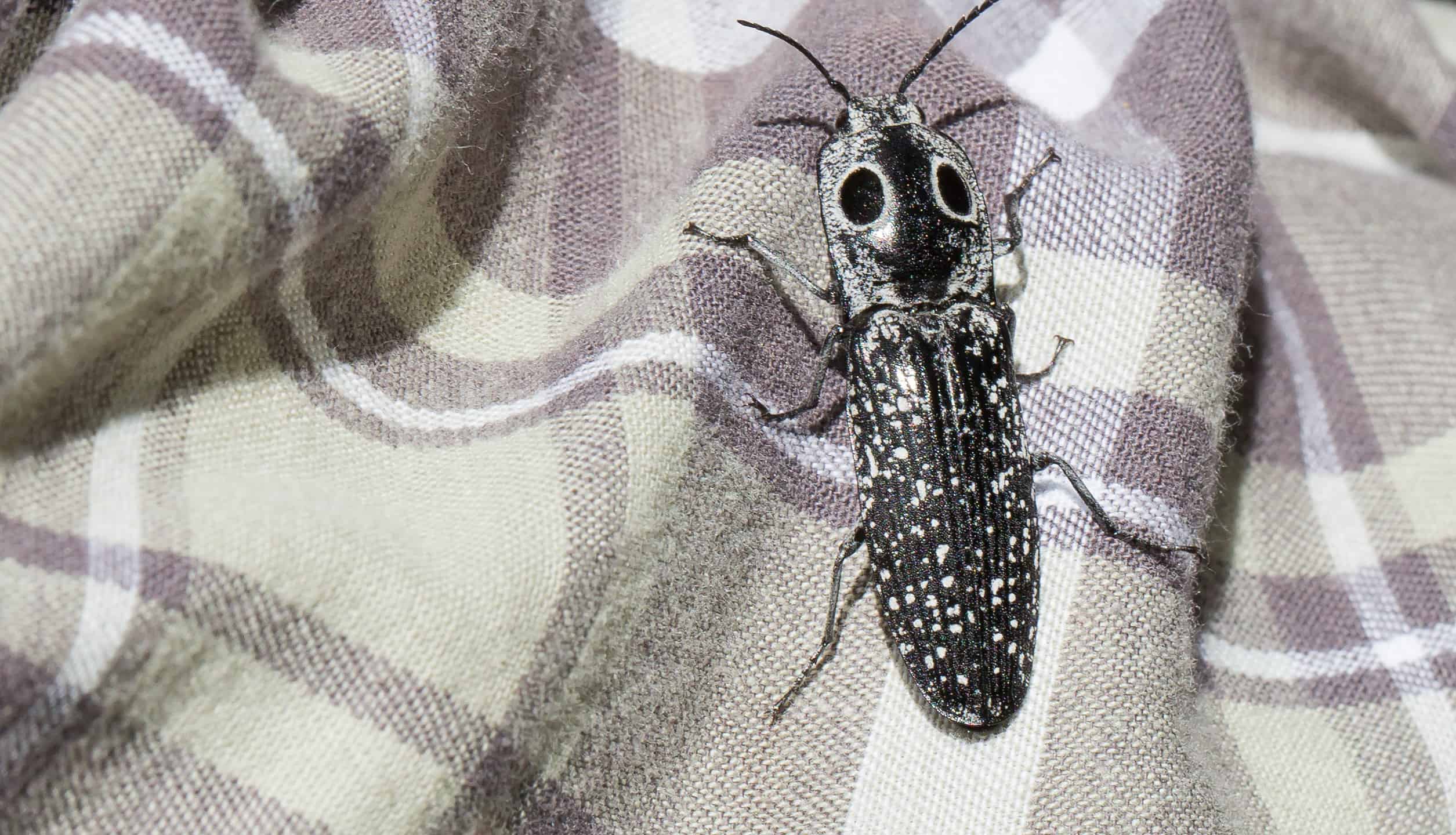 10 coleotteri interessanti in Texas