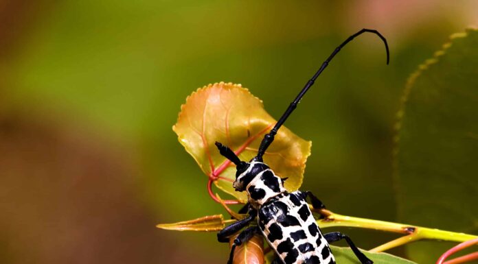 10 coleotteri nativi del Michigan
