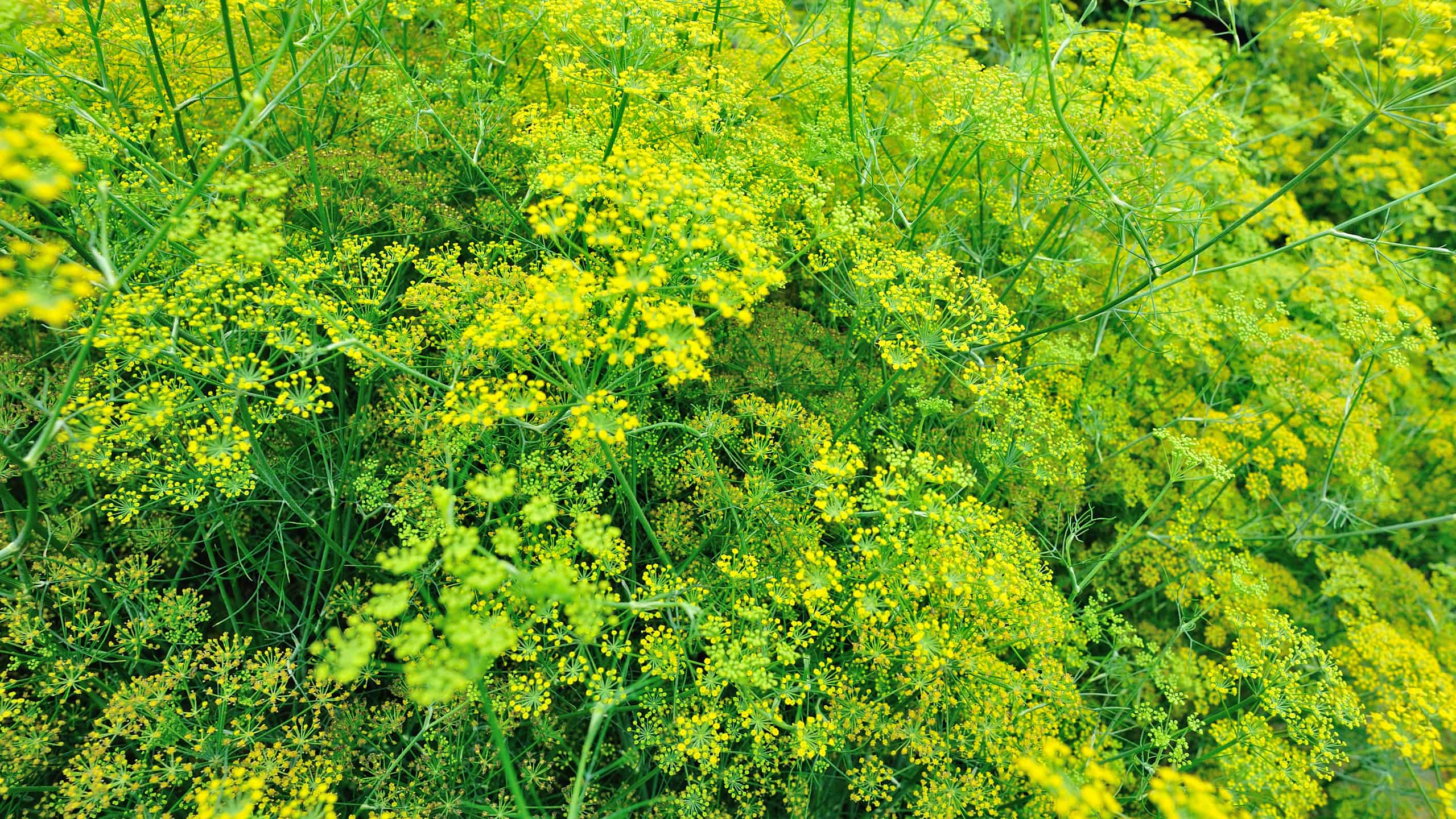 Esplora queste piante invasive in California