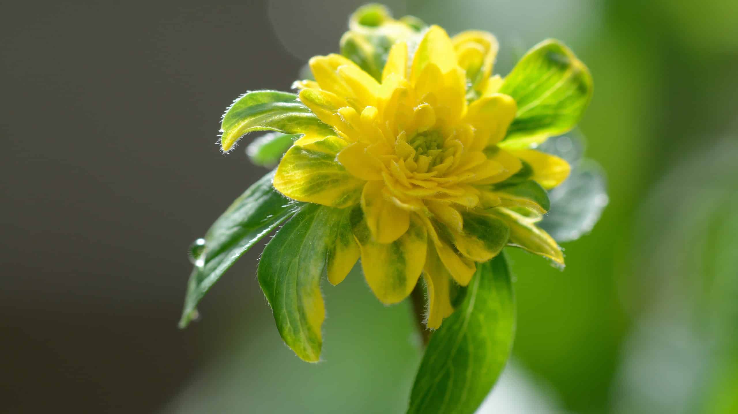 8 Tipi Di Anemoni Gialli