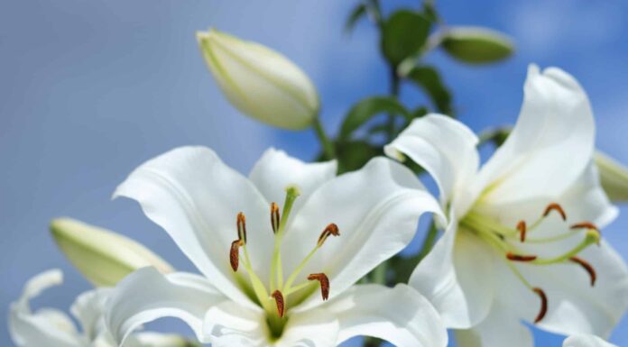 Scopri Il Fiore Nazionale d'Italia: Il Giglio Bianco
