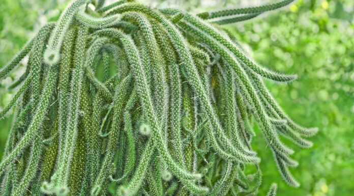 Cactus a coda di cane vs Cactus a coda di topo: qual è la vera differenza?
