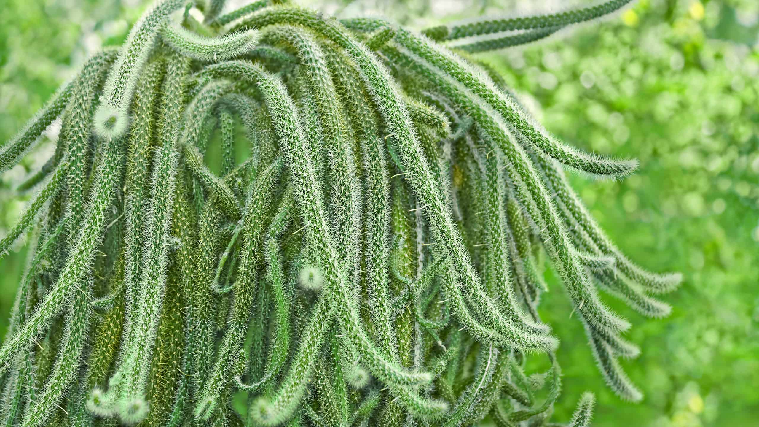 Cactus a coda di cane vs Cactus a coda di topo: qual è la vera differenza?