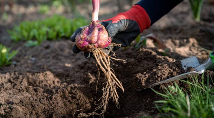 Quando piantare i bulbi di giglio
