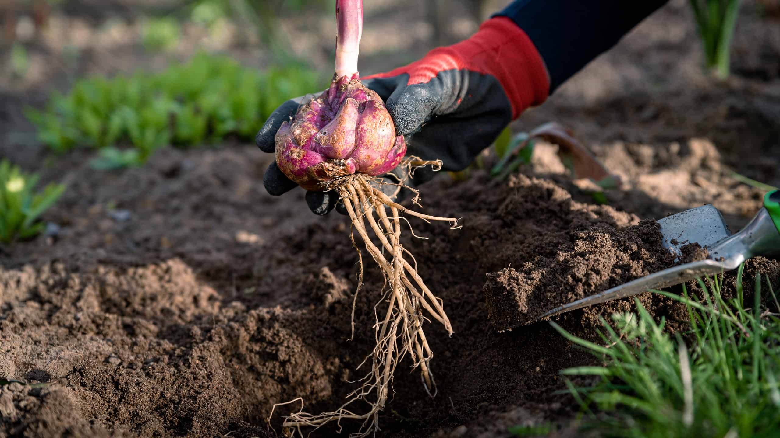 Quando piantare i bulbi di giglio