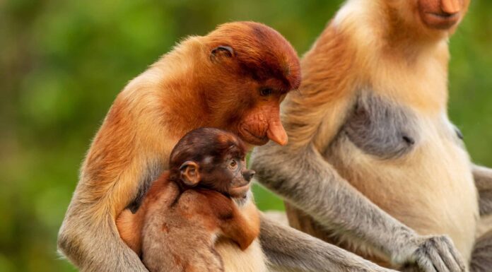 Come si chiama un gruppo di scimmie?
