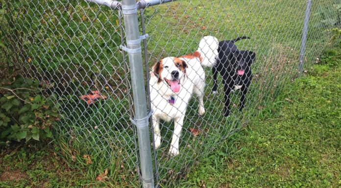 I 5 tipi più popolari di recinti per cani
