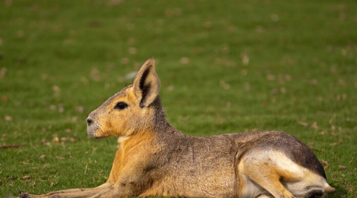 Mara della Patagonia
