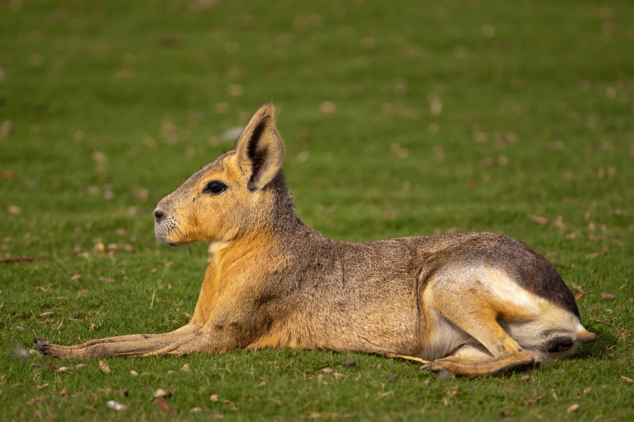 Mara della Patagonia