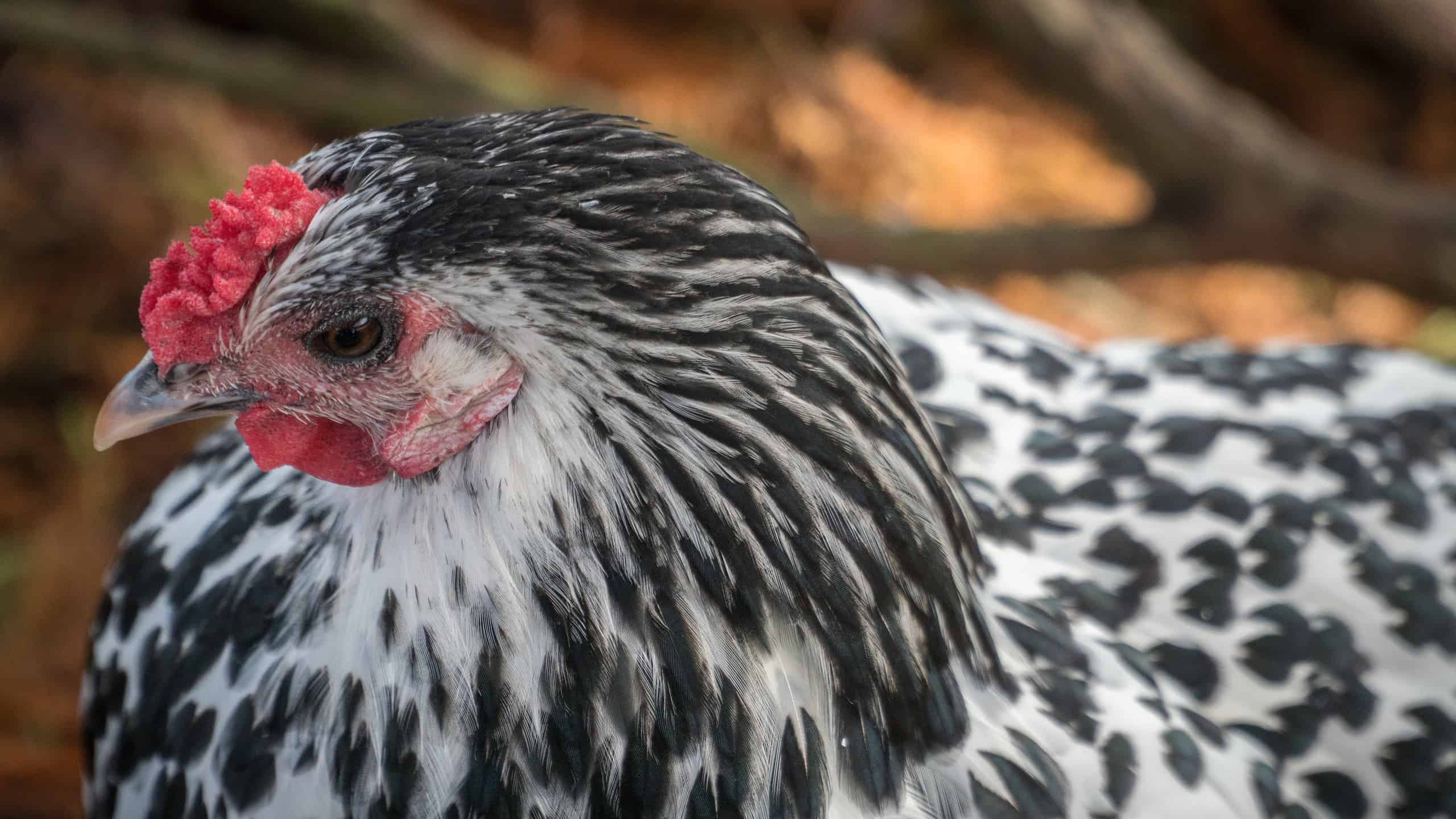 5 diversi tipi di pollo che non sapevi esistessero