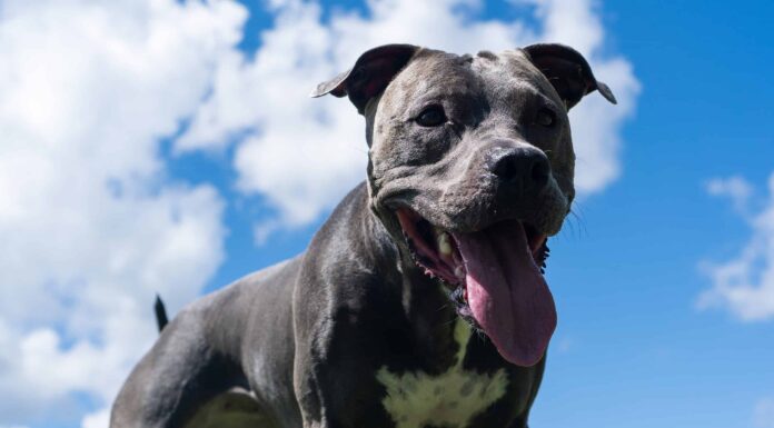 Red Nose vs Blue Nose Pit Bull: immagini e differenze chiave
