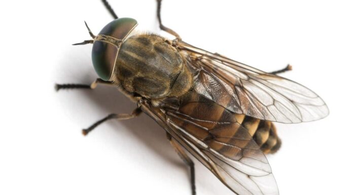 Morsi di tafano: che aspetto hanno, come trattarli
