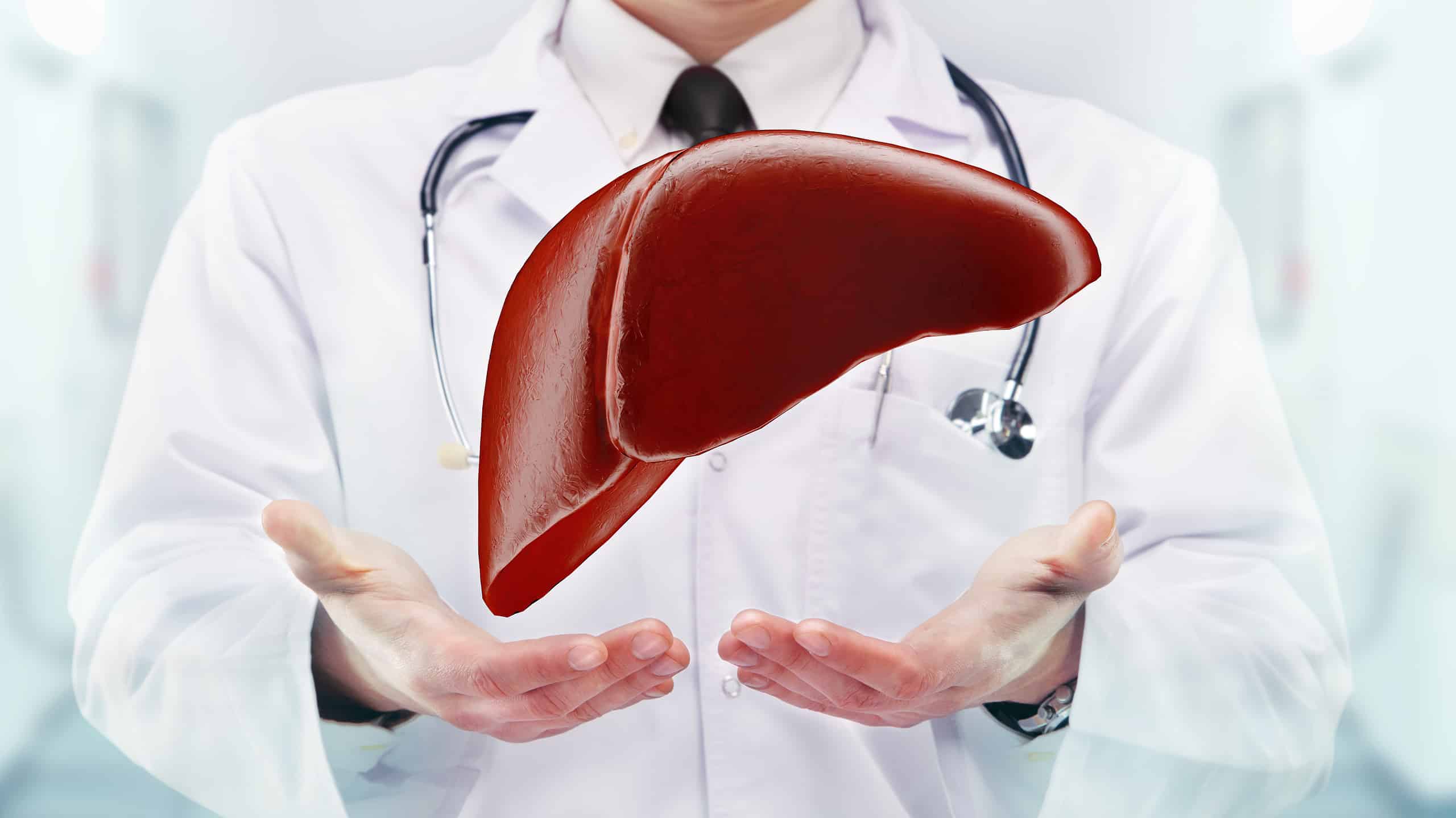 Qual è la ghiandola più grande del corpo?