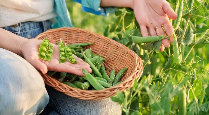 Come coltivare i piselli: la tua guida completa
