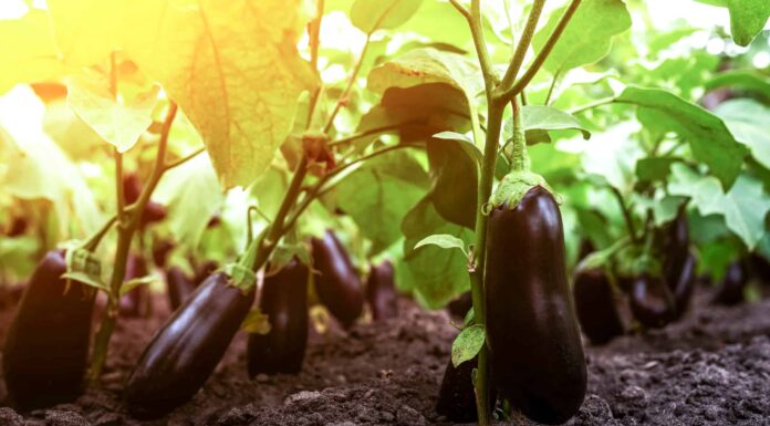 Come coltivare melanzane: la tua guida completa
