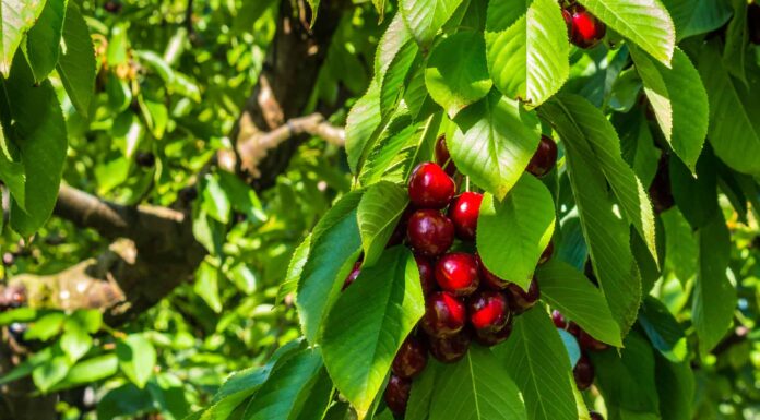 Japanese Garden at the Dawes Arboretum