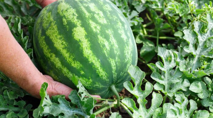 Come coltivare l'anguria: la tua guida completa
