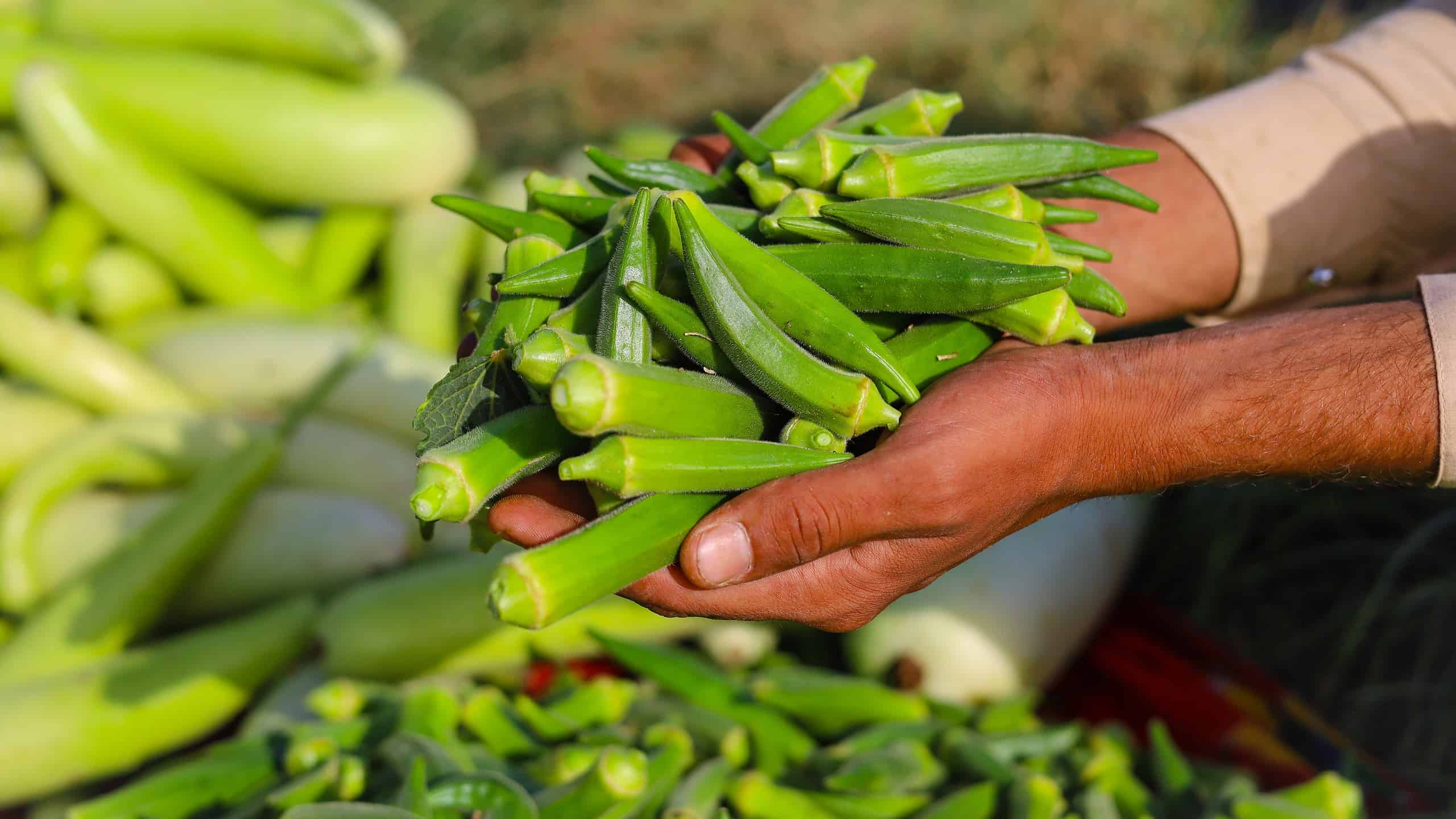 Come coltivare il gombo: la tua guida completa